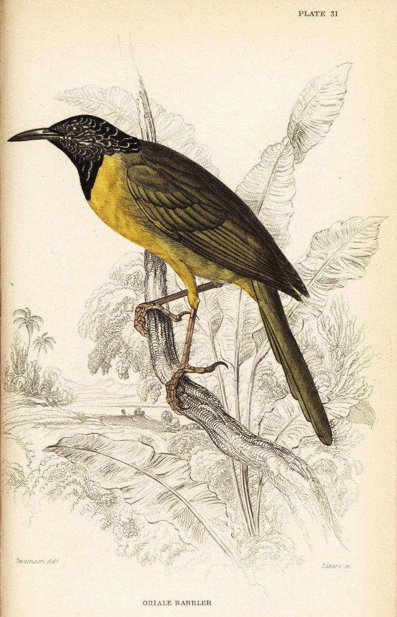Pěnice žluva, Hypergerus atriceps od William Home Lizars