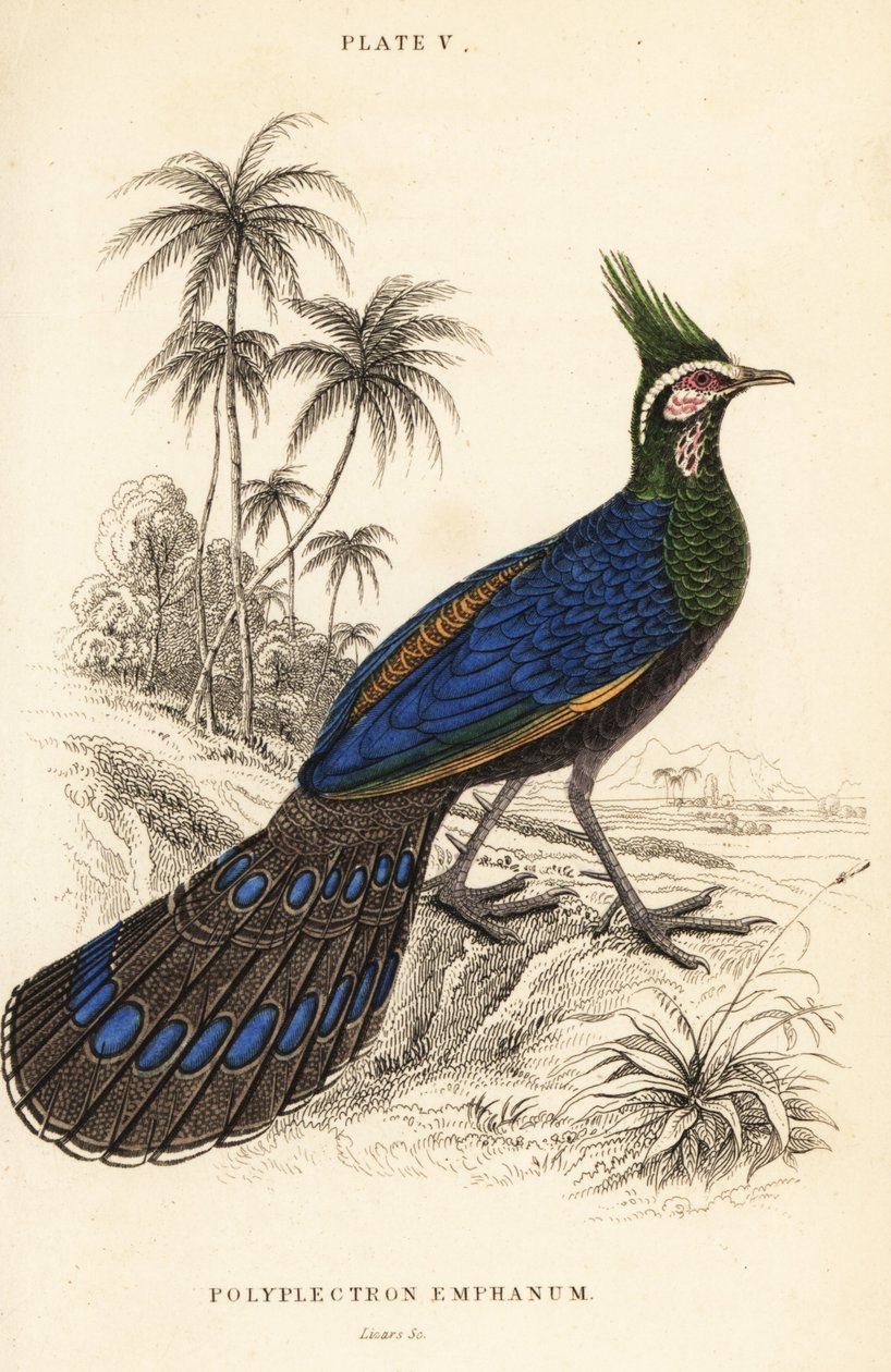 Palawanský paví bažant, Polyplectron napoleonis od William Home Lizars