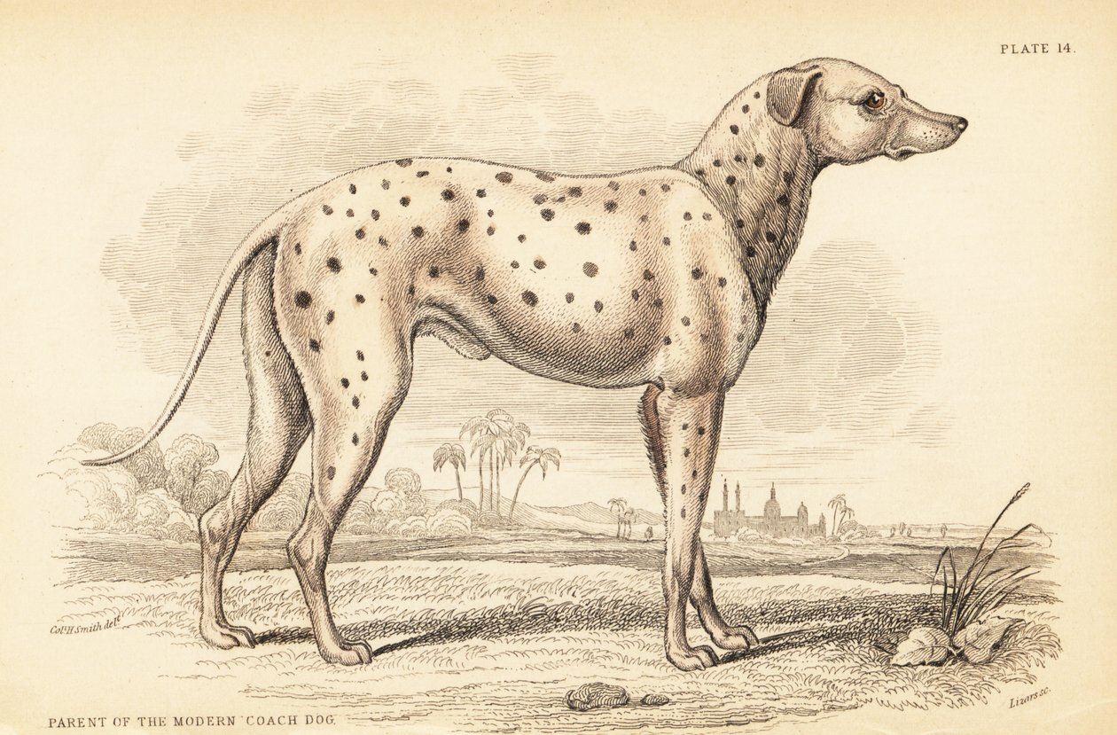 Rodič moderního trenérského psa Canis lupus familiaris od William Home Lizars