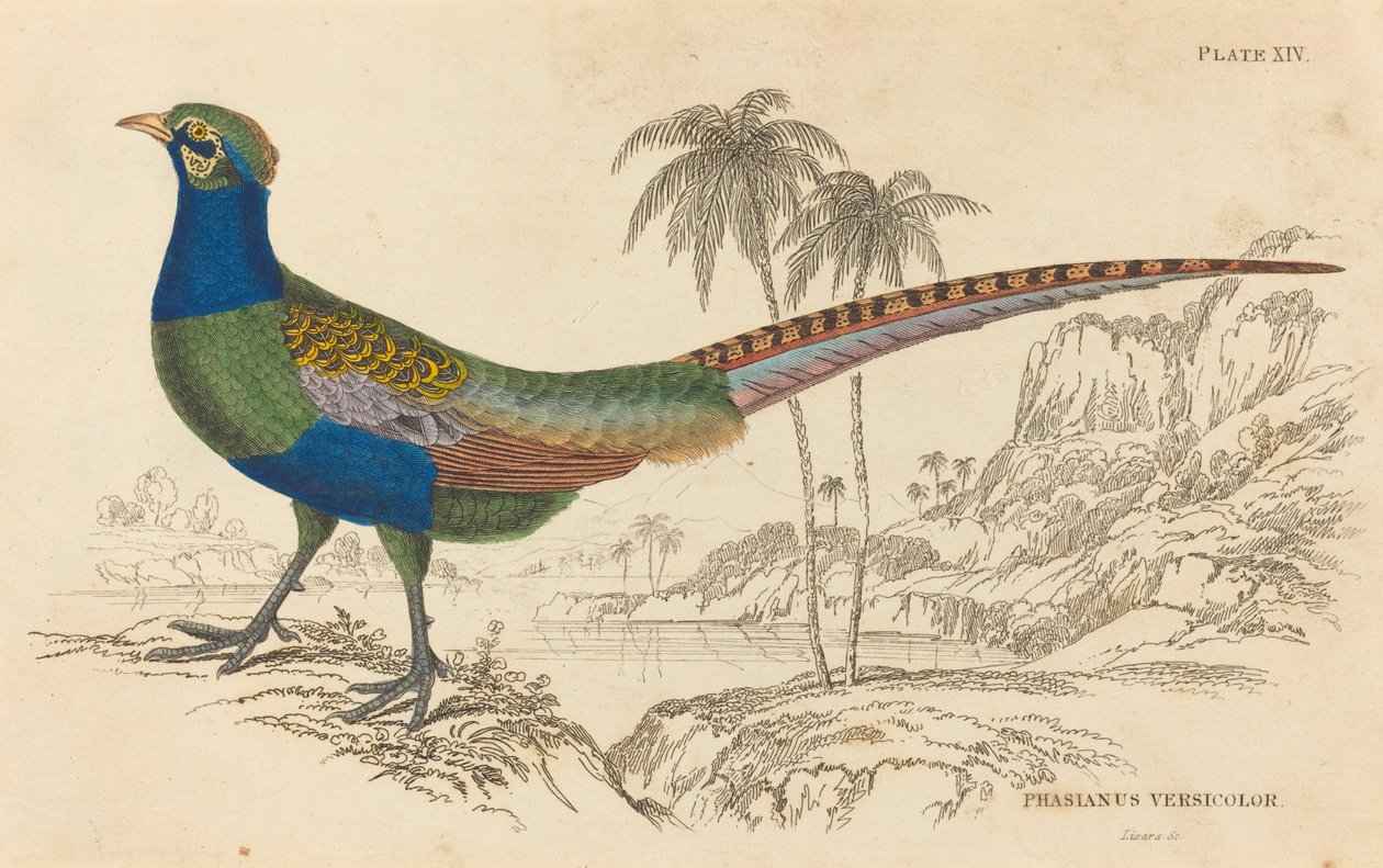 Phasianus Versicolor od William Home Lizars