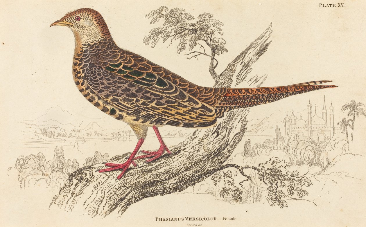 Phasianus Versicolor - samice. od William Home Lizars