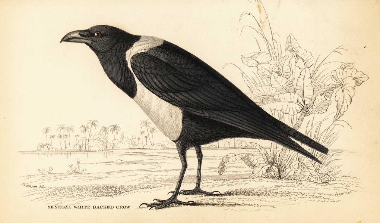 Vrána strakatá, Corvus albus od William Home Lizars