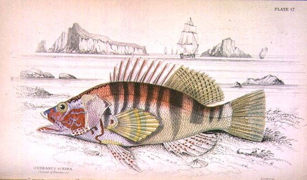 Tabulka 17 Serbanus Scriba (Ostrov Baziluzzo), rytina autora z "Naturalist