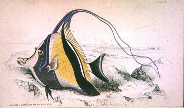 Tabulka 9 Rohatý Zanchus nebo Chaetodon vyrytý umělcem z "Naturalist