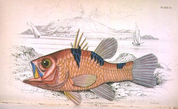 Talíř jedenáctý; Apongon Trimaculatus (Ostrov sopky) vyrytý umělcem z 
