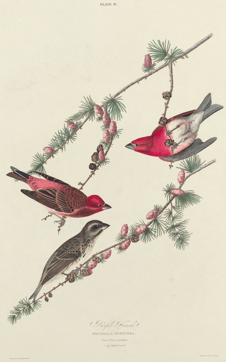 Purple Finch, 1827. od William Home Lizars