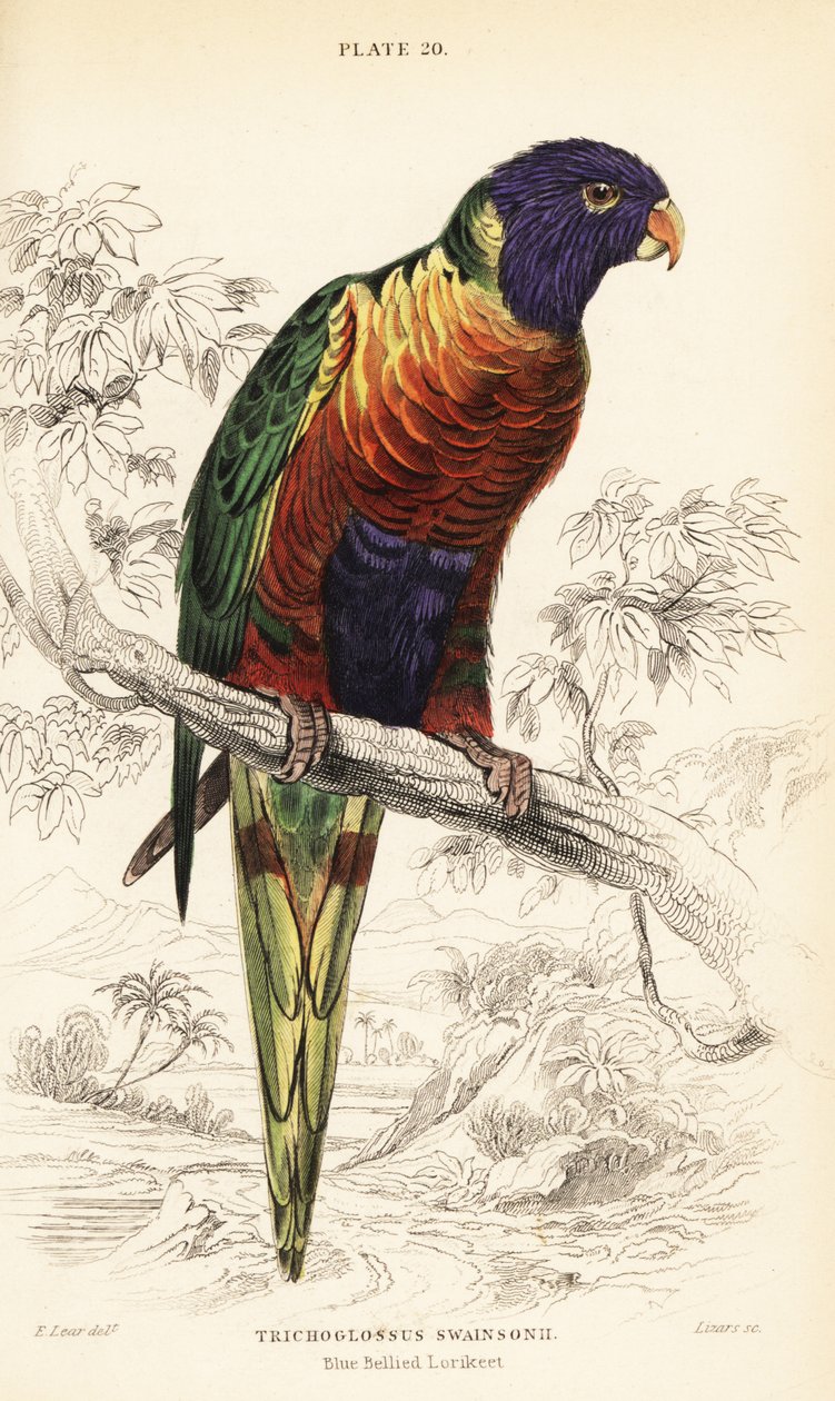 Lori duhový, Trichoglossus moluccanus od William Home Lizars