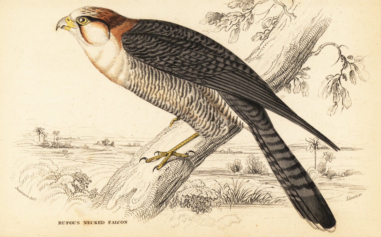 Sokol rudokrký, Falco chicquera ruficollis od William Home Lizars
