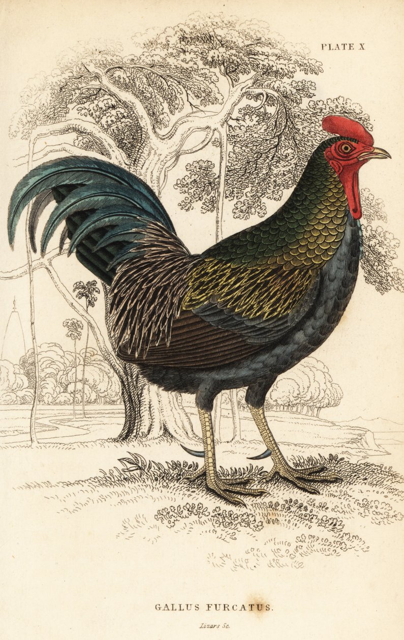Červená pralesní, Gallus gallus javanicus od William Home Lizars