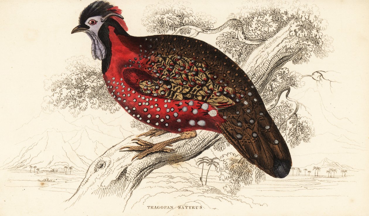 Satyr tragopan nebo karmínový rohatý bažant, Tragopan satyra (Nepaul tragopan, Tragopan satyrus) od William Home Lizars