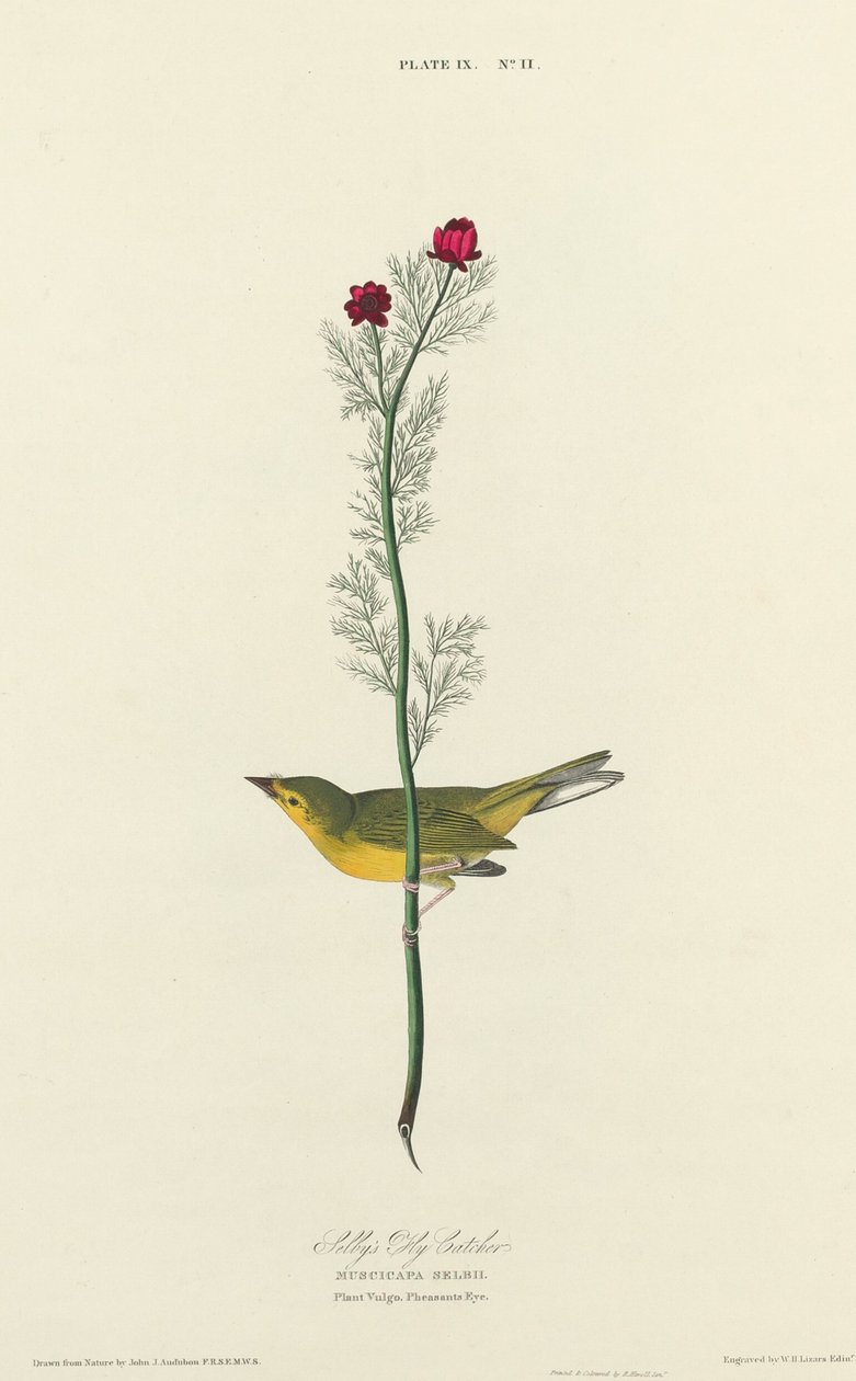 Selbyho lapač much, 1827. od William Home Lizars