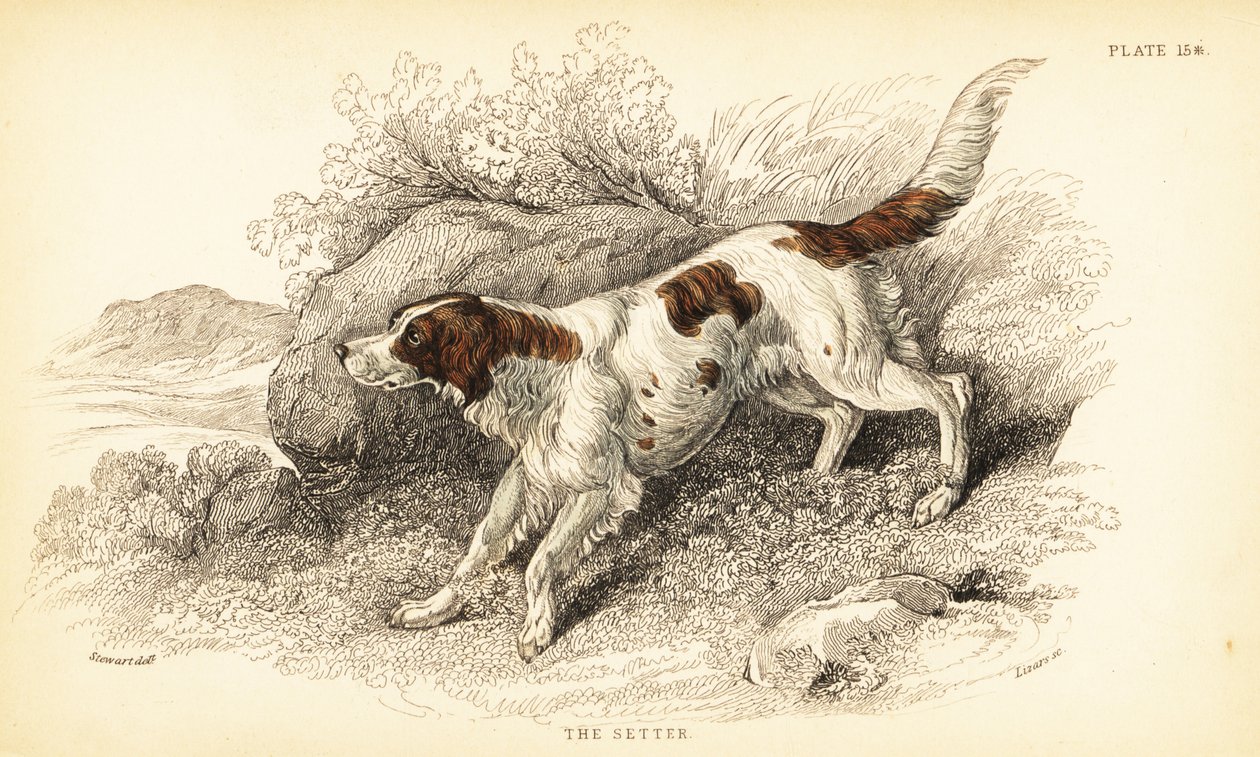 setr, Canis lupus familiaris (Canis index) od William Home Lizars