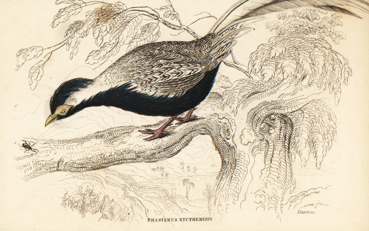 Stříbrný bažant, Lophura nycthemera (Phasianus nycthemerus) od William Home Lizars