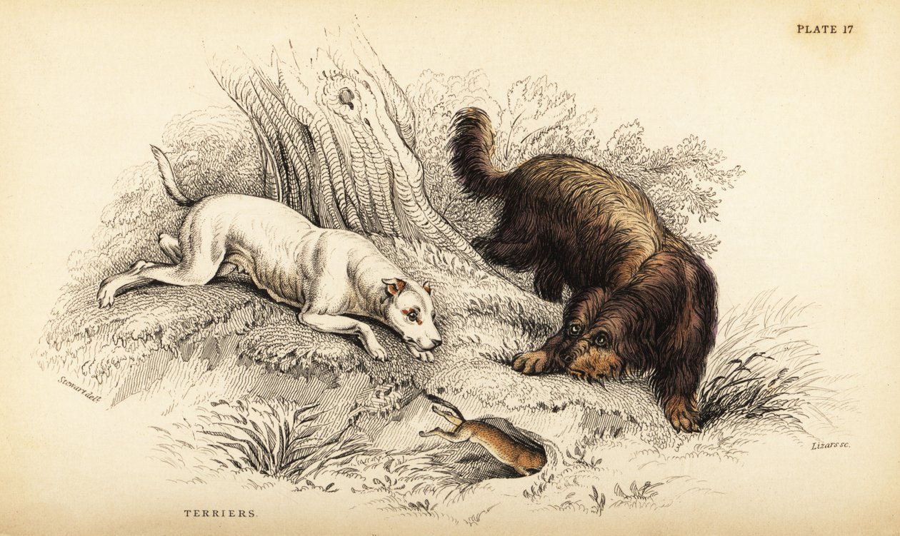 Hladkosrstý teriér a skotský nebo drátosrstý teriér, Canis lupus familiaris (Canis terrarius) od William Home Lizars