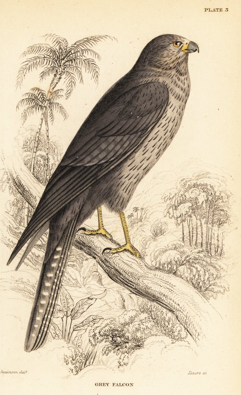 Sokol sazovitý, Falco concolor od William Home Lizars