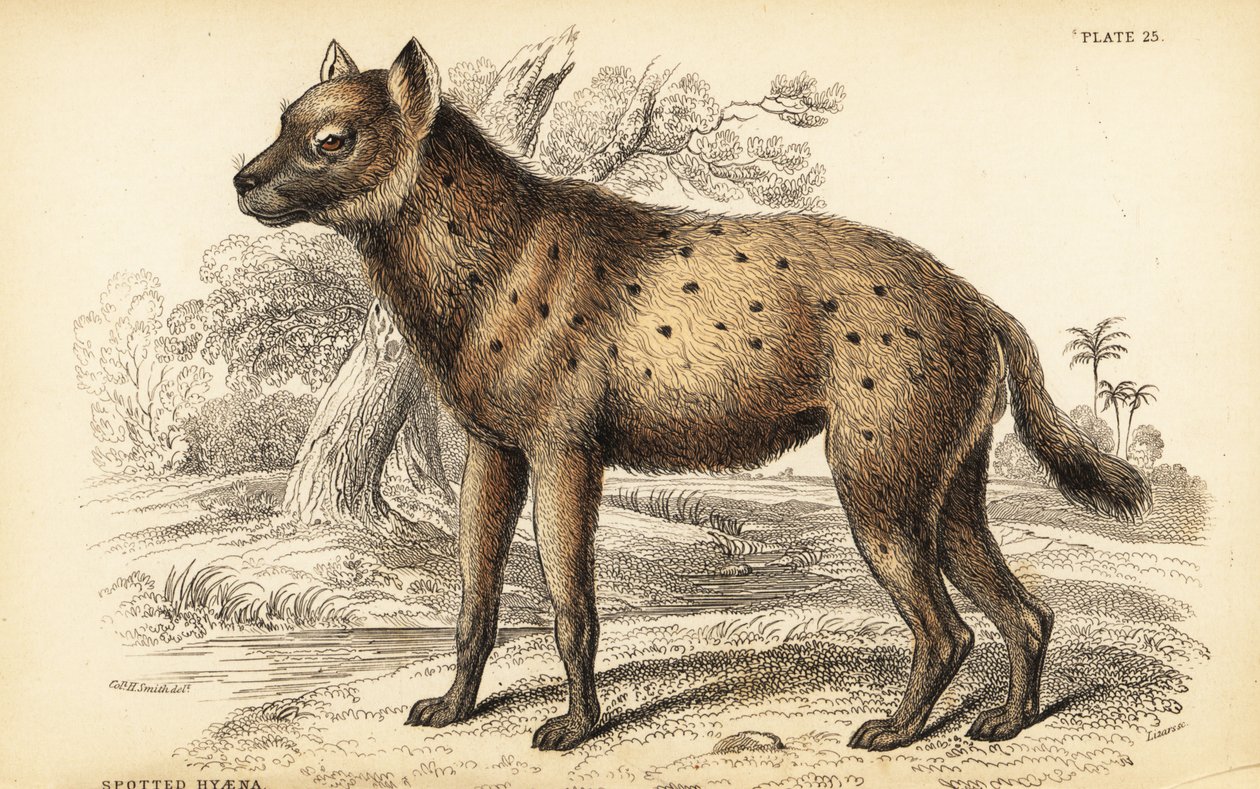 Hyena skvrnitá nebo hyena smějící se, Crocuta crocuta (Hyaena crocuta) od William Home Lizars