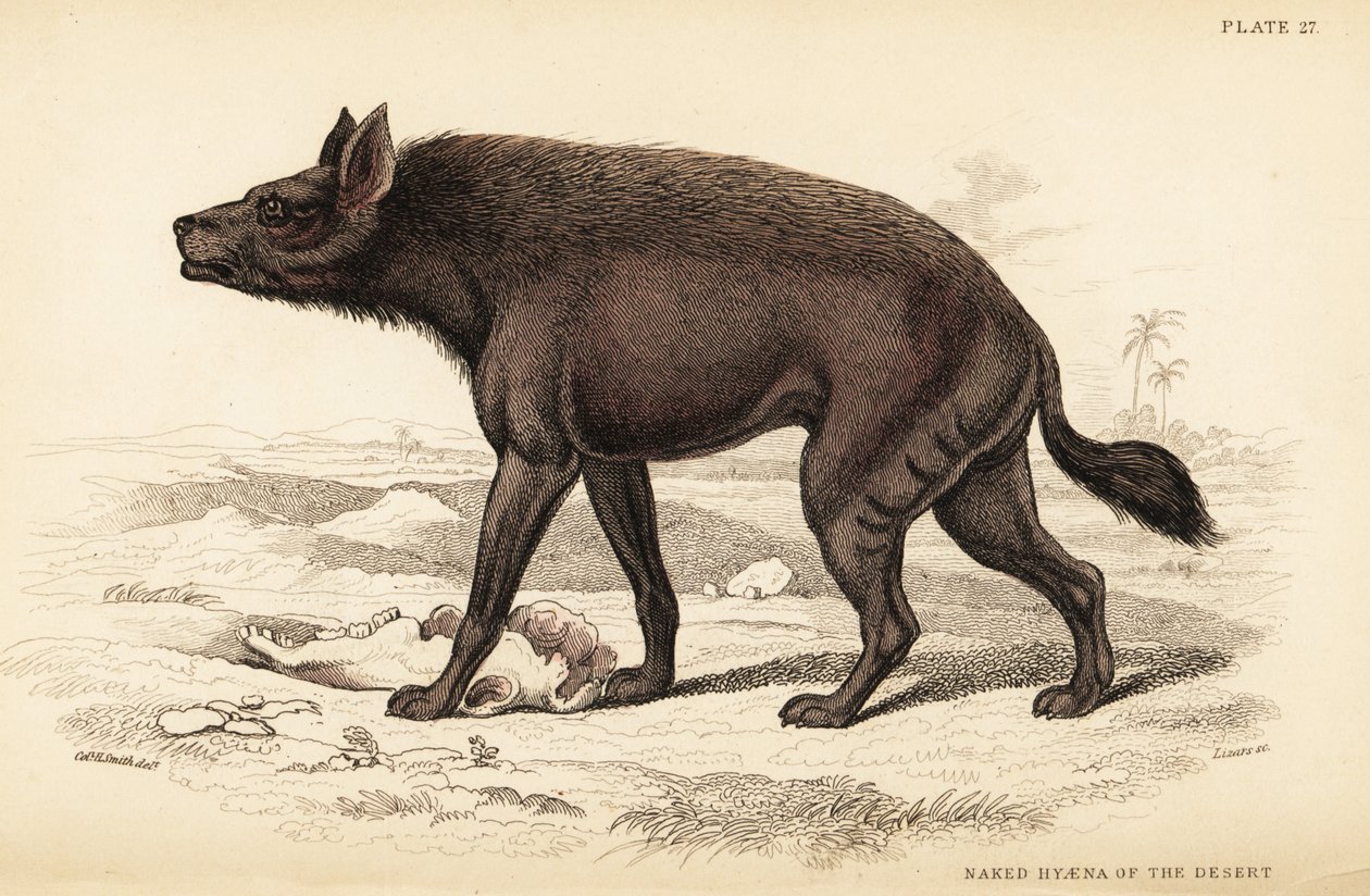 Hyena pruhovaná, Hyaena hyaena (Nahá hyena pouště, Hyaena vulgaris) od William Home Lizars