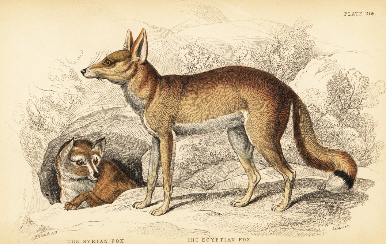 Syrská liška neboli Taaleb, Vulpes thaleb (nebo Blanfordova liška, Vulpes cana?) a egyptská liška neboli Sabora, Vulpes vulpes niloticus od William Home Lizars