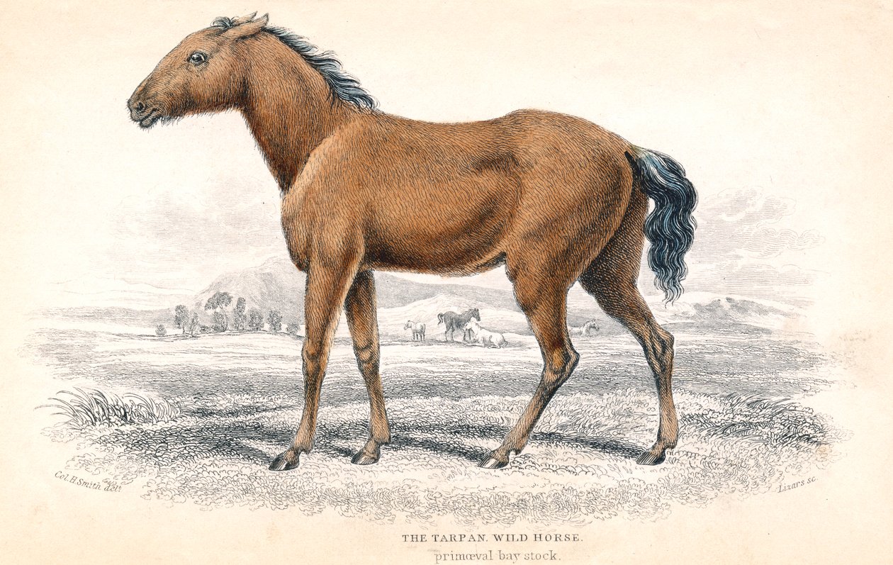 Tarpan, 1830 od William Home Lizars