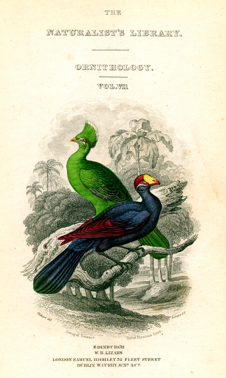 The Naturalists Library, Ornitology, Senegal Touraco, Violet Jitrocel Eater, c1833-1865. od William Home Lizars