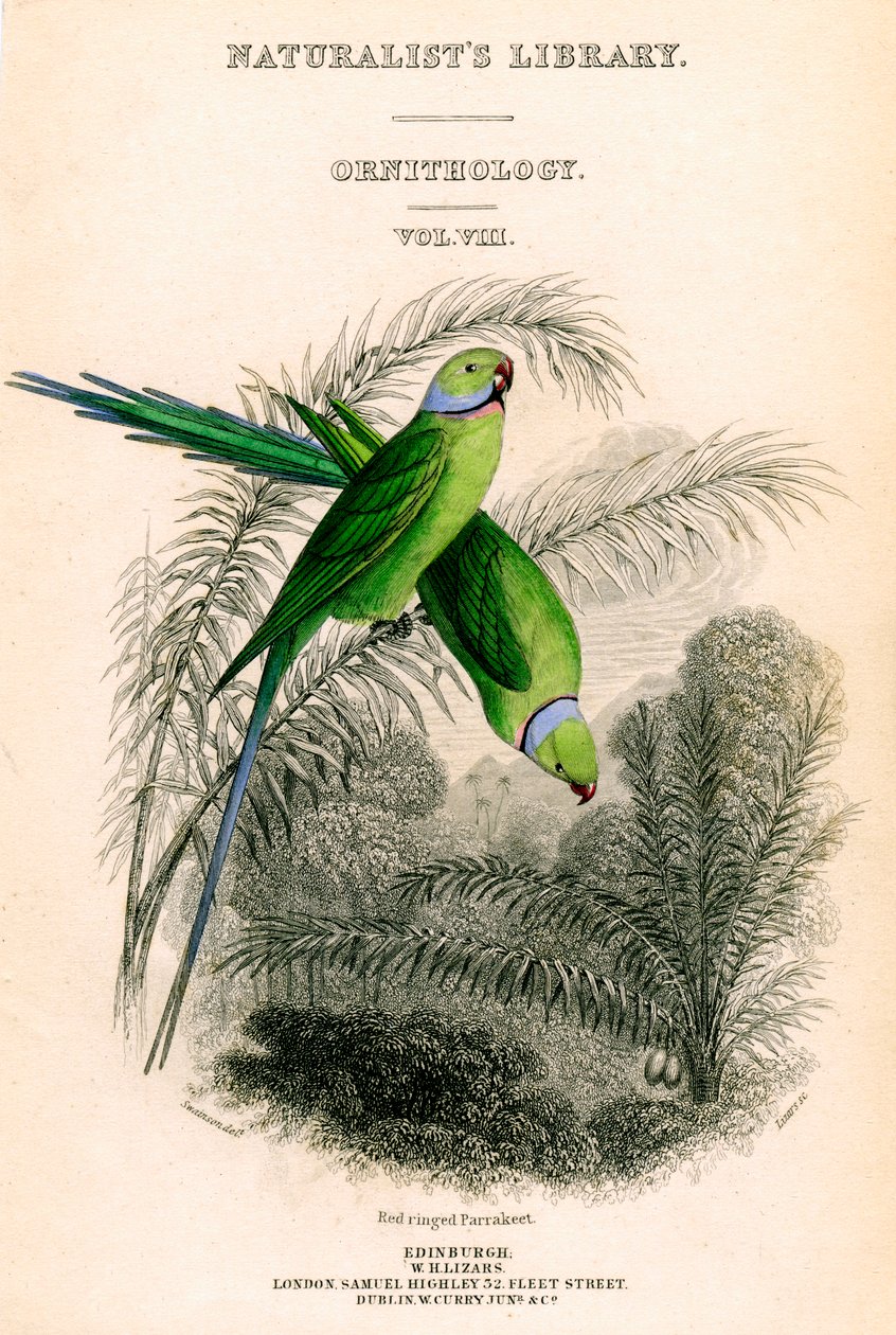 The Naturalists Library, Ornitology Vol VIII, Red ringed Parrakeet, c1833-1865. od William Home Lizars