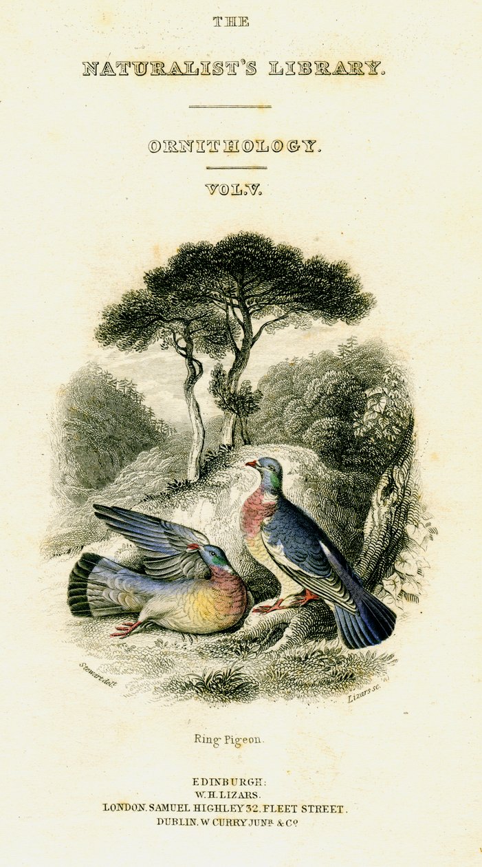 The Naturalists Library, Ornitology Vol V, Ring Pigeon, c1833-1865. od William Home Lizars