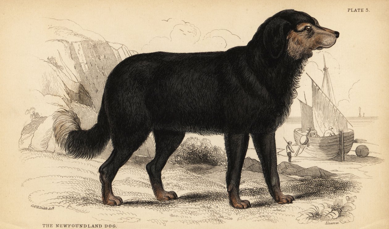 Novofundlandský pes, Canis lupus familiaris )Canis terranovae) od William Home Lizars