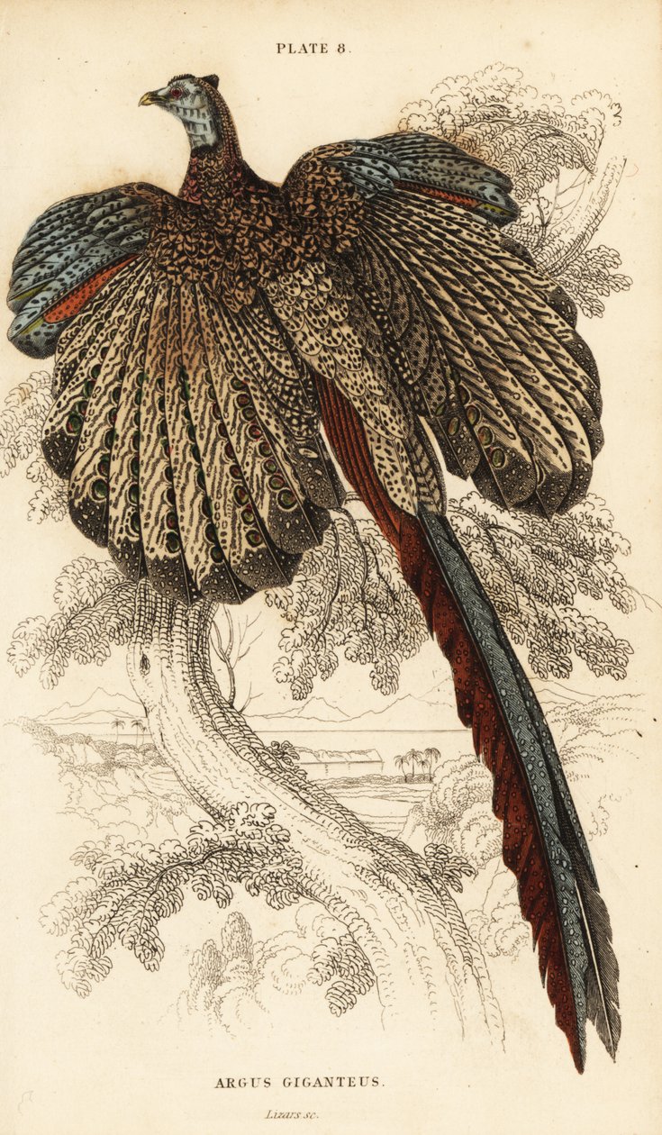 Argus velký, Argusianus argus (Bažant Argus nebo gigantický Argus, Argus giganteus) od William Home Lizars