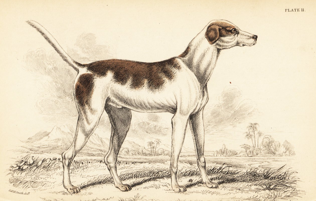 Orientální chrt, Canis lupus familiaris od William Home Lizars