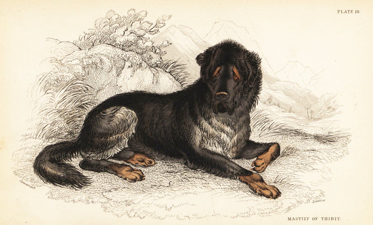 Tibetská doga, Canis lupus familiaris (Tibetský mastif, Canis urcani) od William Home Lizars