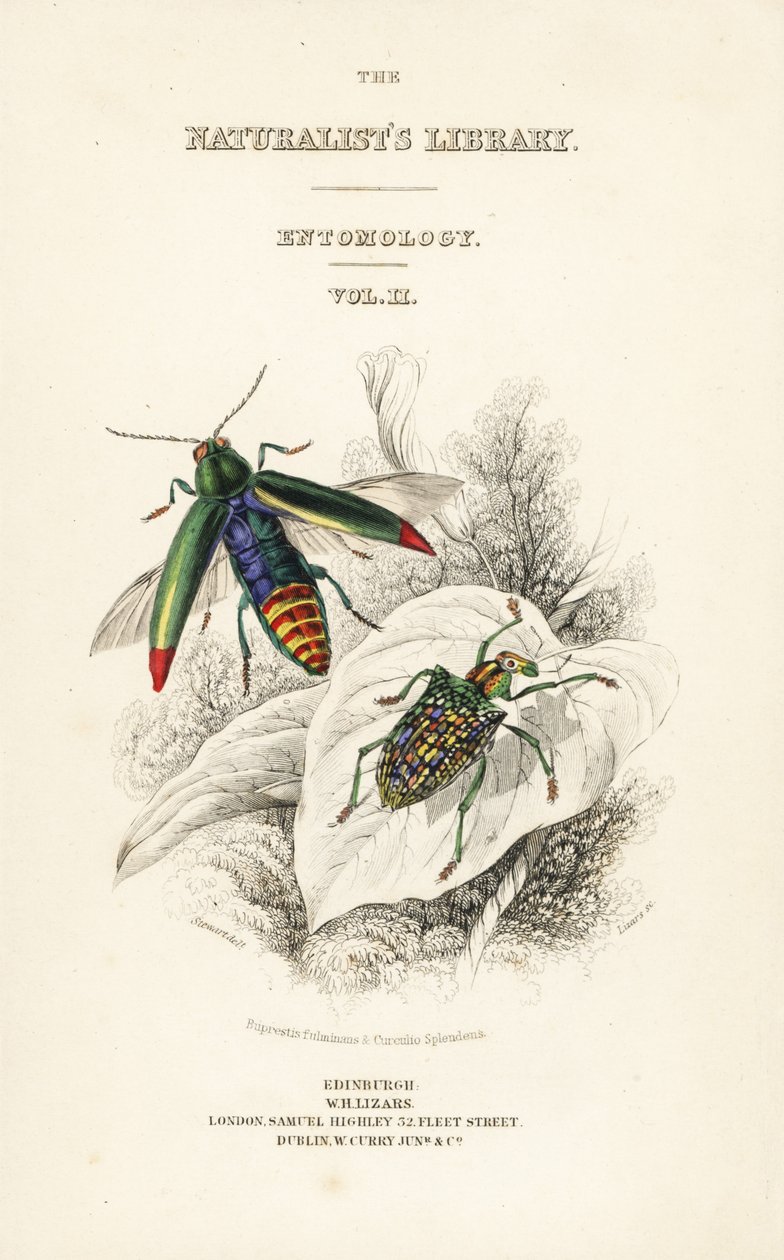 Titulní strana s vinětou brouka drahokamového, Chrysochroa fulminans a diamantového brouka, Curculio splendens od William Home Lizars