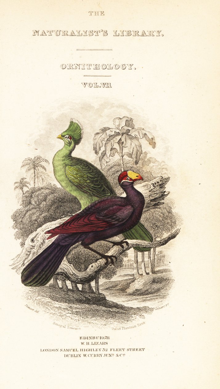 Titulní strana s vinětou turaka guinejského, tauraco persa buffoni a turaka fialového, Musophaga violacea od William Home Lizars