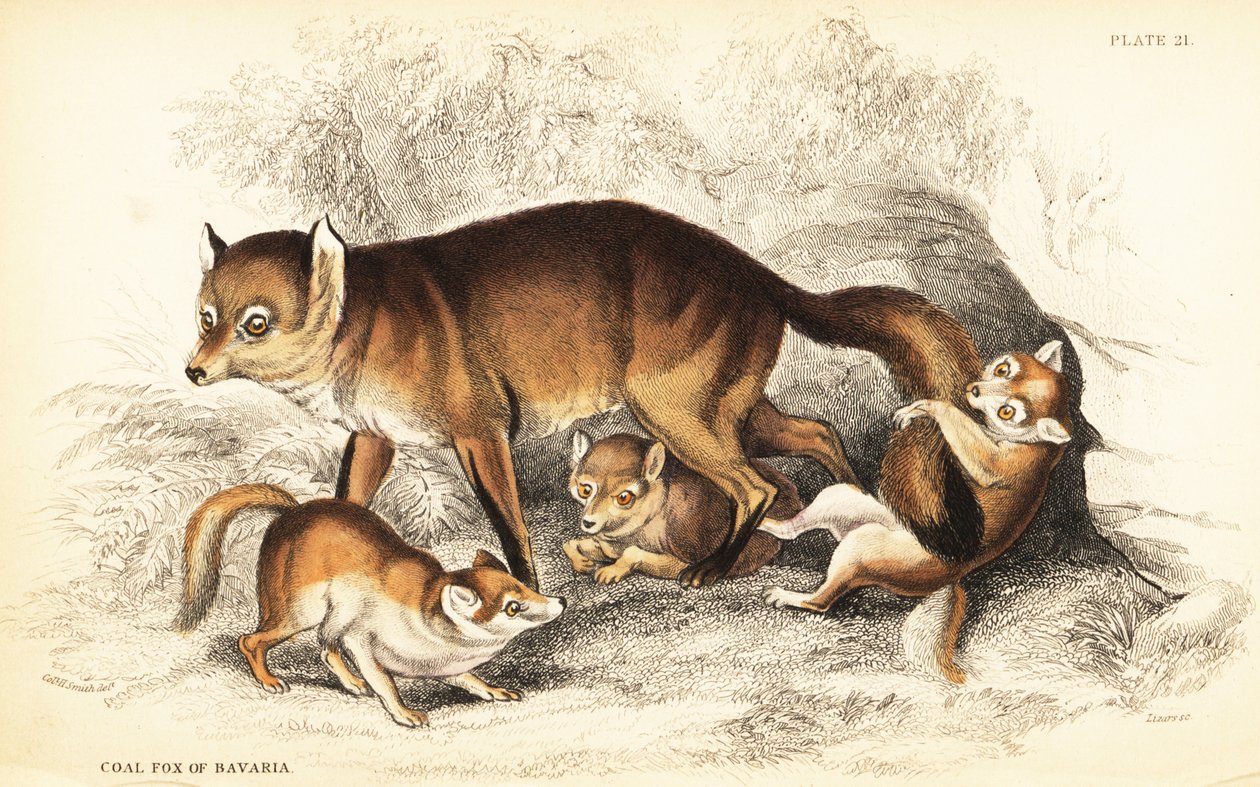 Odrůda lišky obecné, Vulpes vulpes, s mláďaty (Liška obecná Bavorská, Vulpes alopex) od William Home Lizars