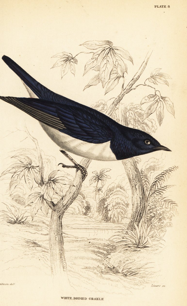 Špaček fialovohřbetý, Cinnyricinclus leucogaster (grakle bělostný, Lamprotornis leucogaster) od William Home Lizars