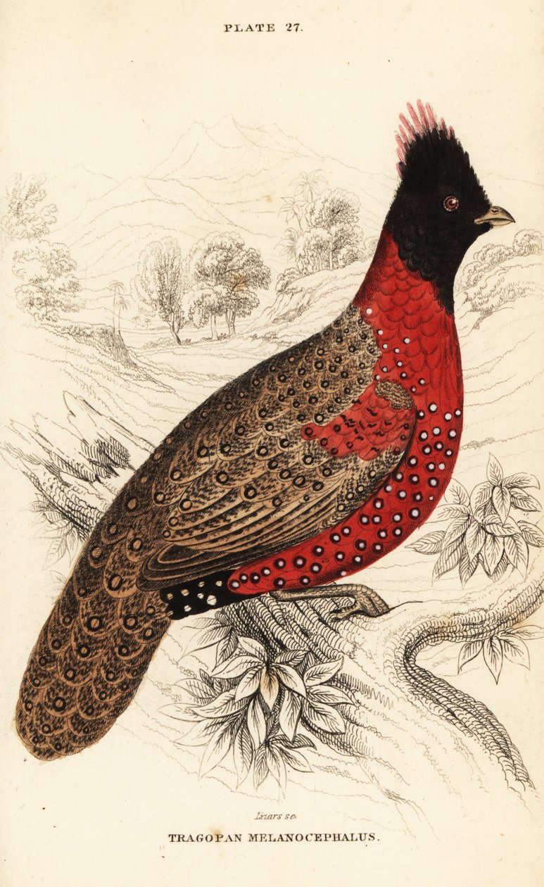 Tragopan západní nebo tragopan západní, Tragopan melanocephalus od William Home Lizars