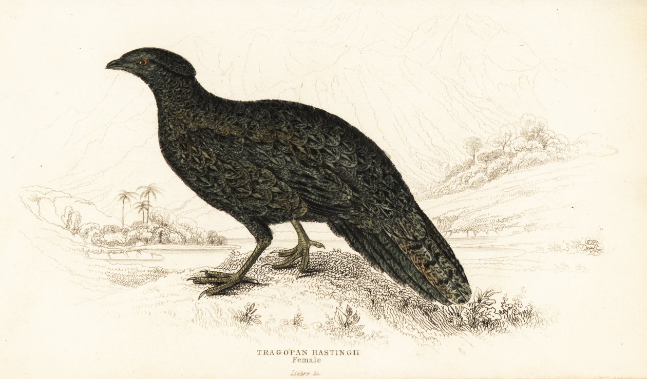 Tragopan západní nebo tragopan západní, samice, Tragopan melanocephalus od William Home Lizars