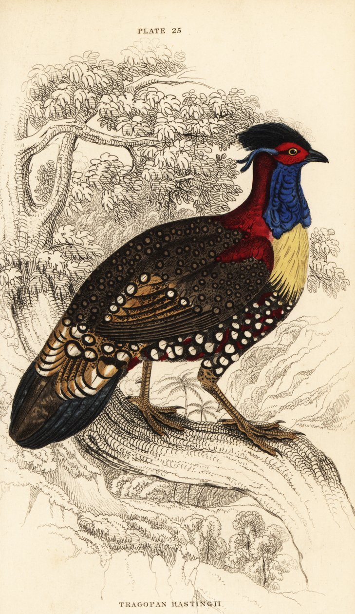 Tragopan západní nebo tragopan západní, samec, Tragopan melanocephalus od William Home Lizars