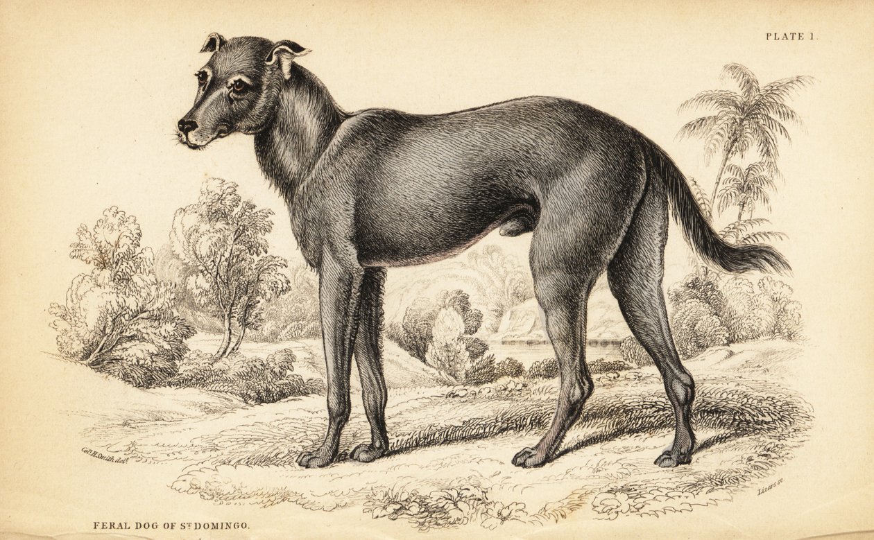 Divoký pes nalezený v Dominikánské republice a na Haiti, Canis lupus familiaris (Divoký pes sv od William Home Lizars