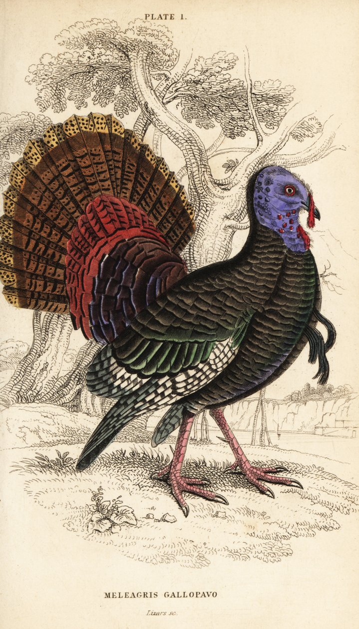 Divoký krocan, samec, Meleagris gallopavo od William Home Lizars
