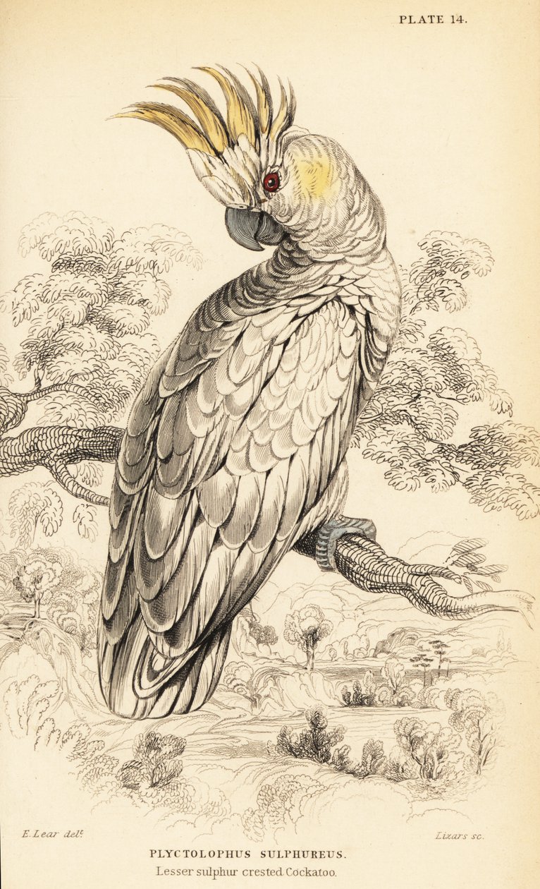 Kakadu žlutolící, Cacatua sulphurea od William Home Lizars
