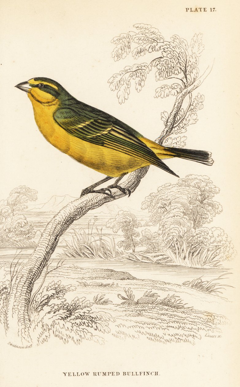 Kanárek žlutočelý (Senegal), Crithagra mozambica caniceps (hýl žlutomilý, Crithagra chrysopyga) od William Home Lizars