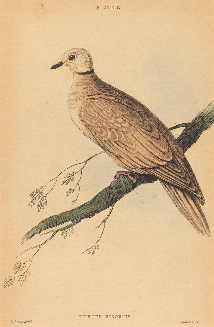 Turtur Risorius od William Home Lizars after Edward Lear