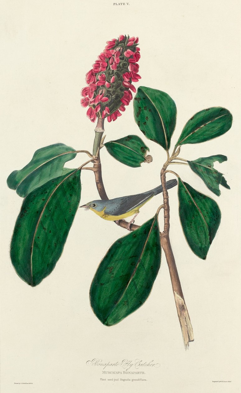 Bonaparte lapač much od William Home Lizars after John James Audubon