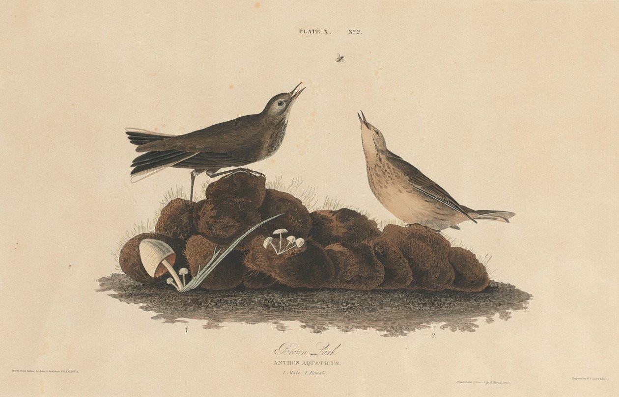 Skřivánek hnědý od William Home Lizars after John James Audubon