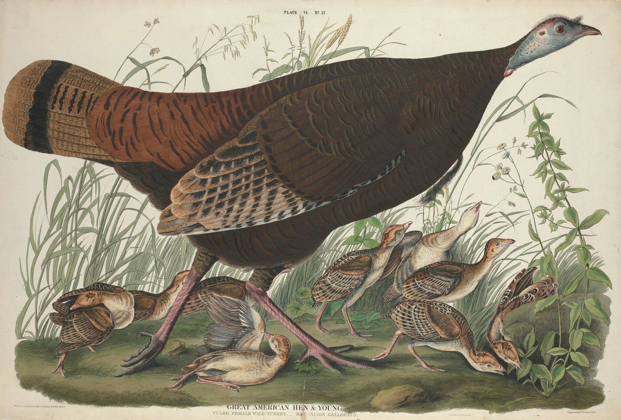 Velká americká slepice a mladý od William Home Lizars after John James Audubon