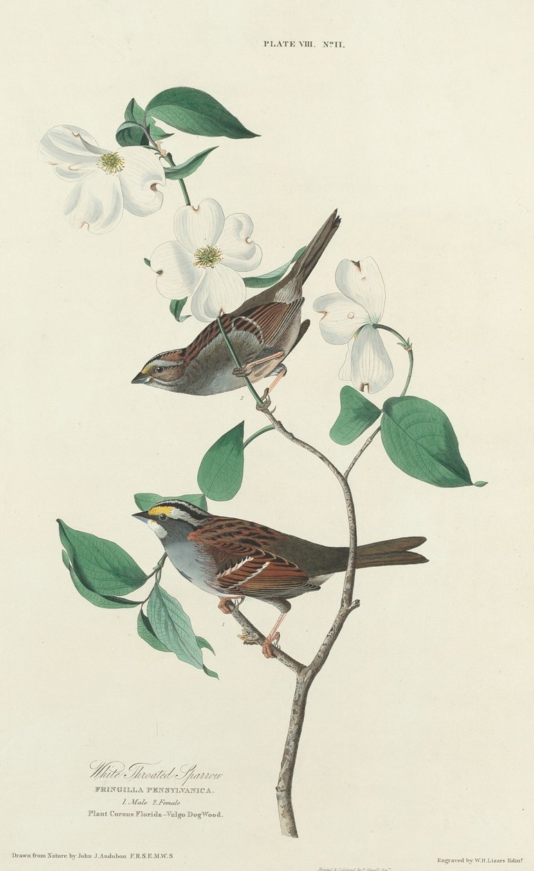 Vrabec bělokrký od William Home Lizars after John James Audubon