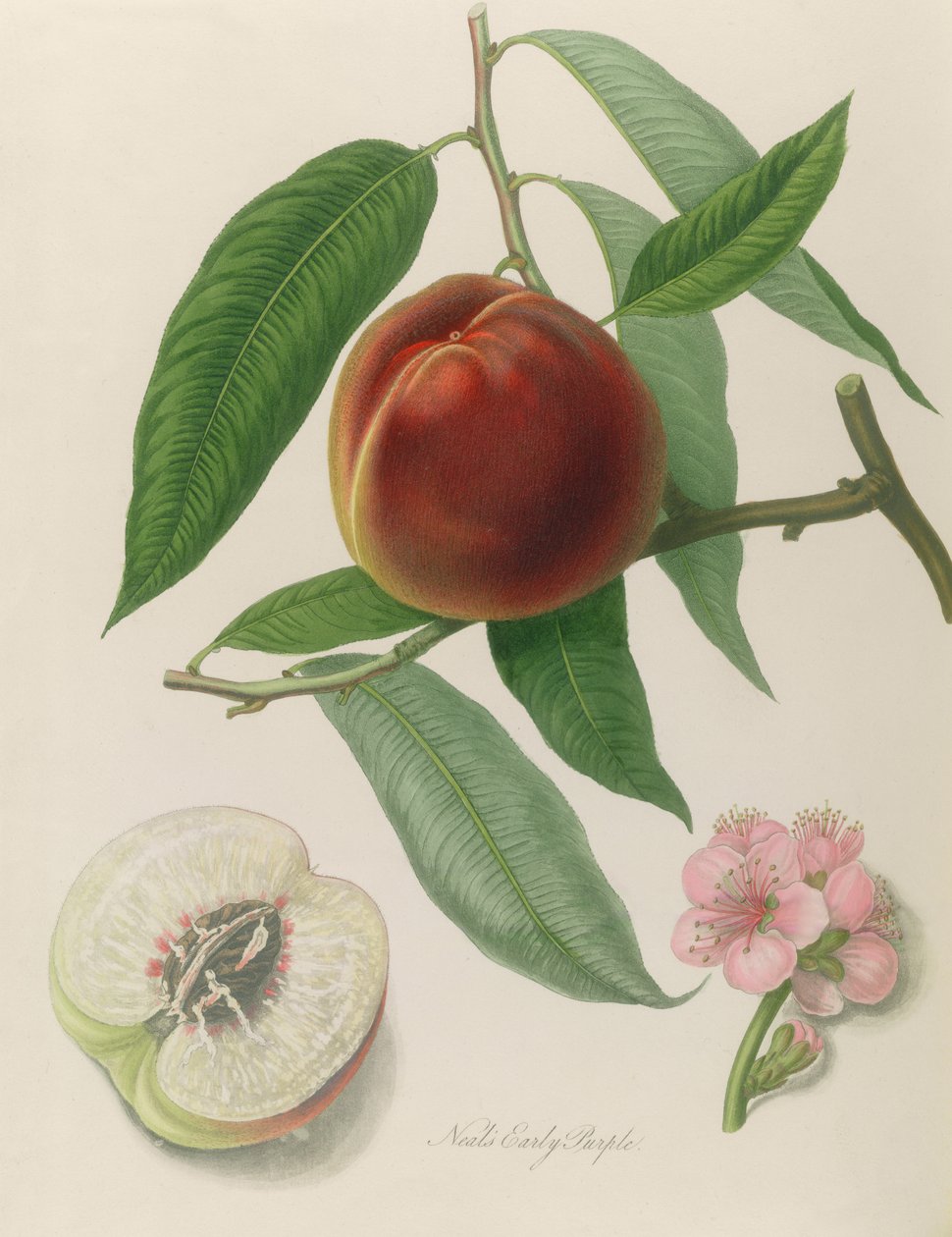 Nektarinka: Neals Early Purple od William Hooker