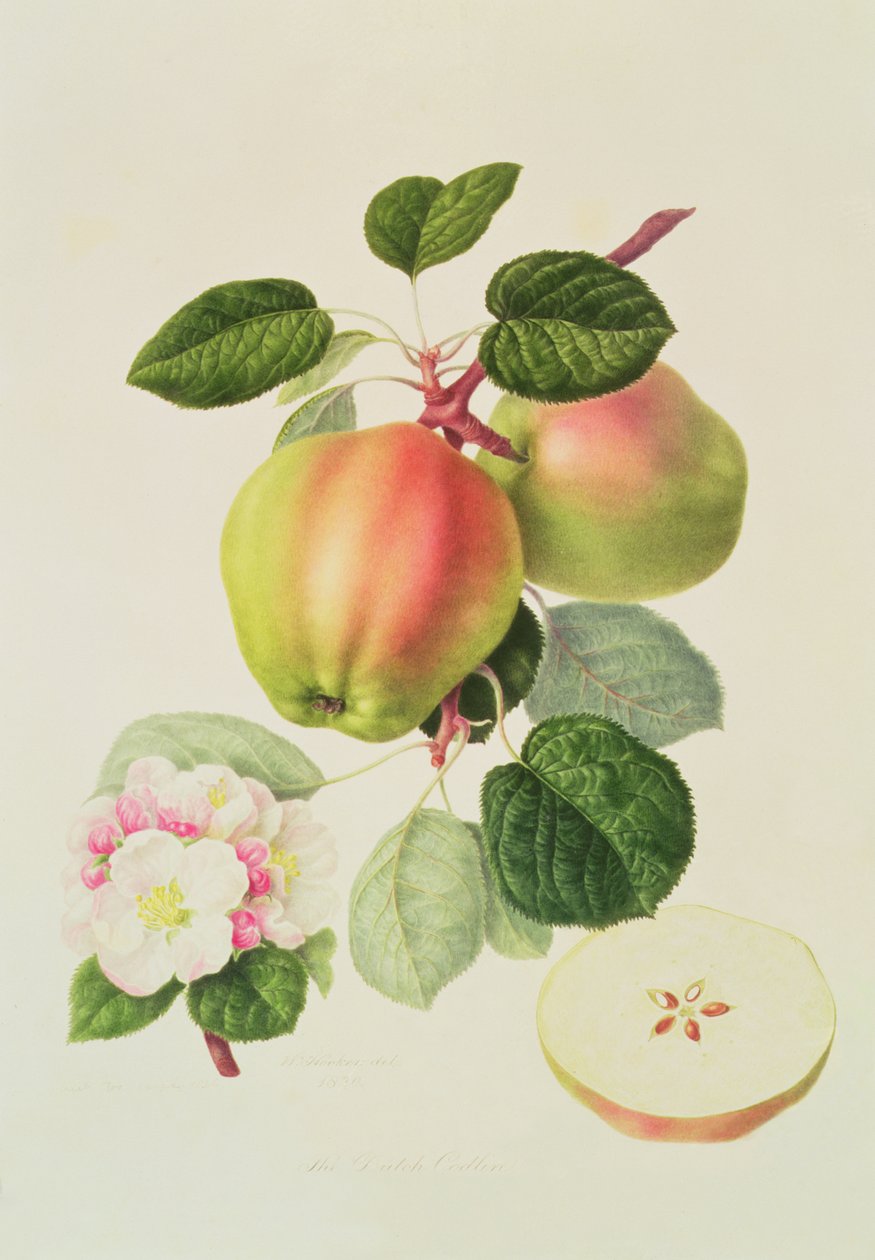 Nizozemský Codlin, 1820 od William Hooker