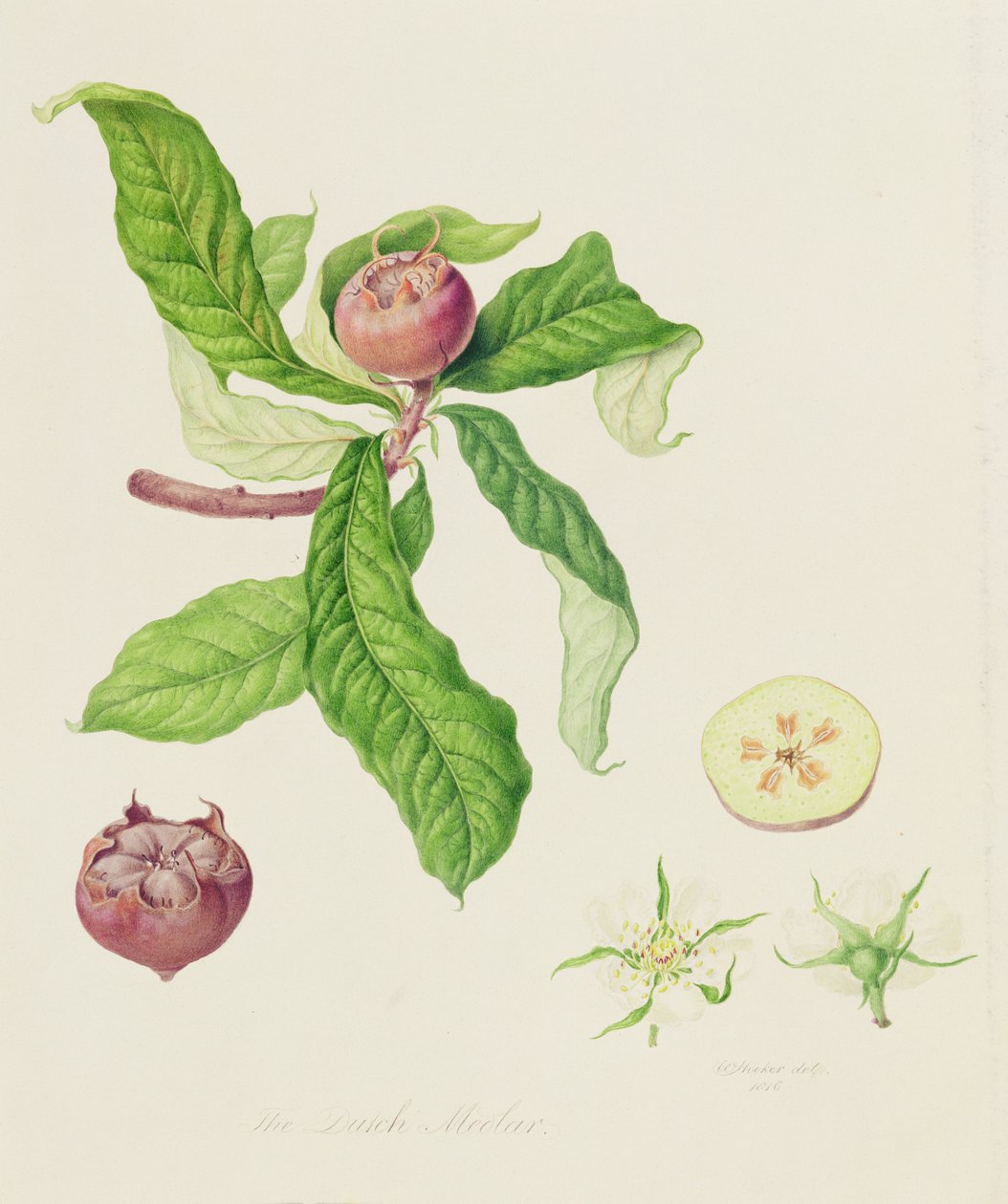 Holandský mišpule, 1816 od William Hooker