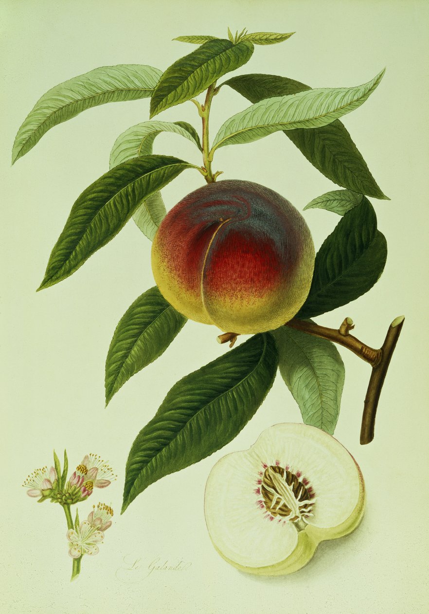 The Galande Peach (barevná litografie) od William Hooker
